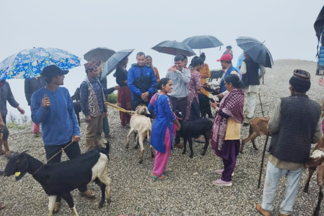 दशरथचन्द नगरपालिकाद्वारा दलित, अपांगता भएका व्यक्ति र एकल महिलालाई बाख्रा वितरण